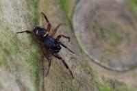 Asagena phalerata