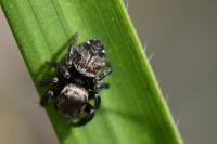 Evarcha arcuata