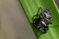Evarcha arcuata