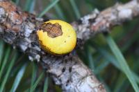 Araneus marmoreus