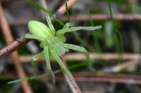 Micrommata virescens
