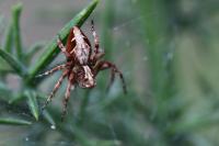 Oxyopes