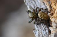 Dendryphantes rudis