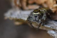 Dendryphantes rudis