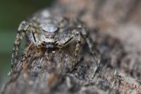 Philodromus margaritatus