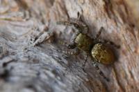 Dendryphantes rudis
