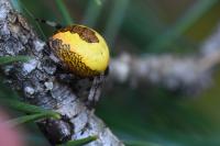 Araneus marmoreus