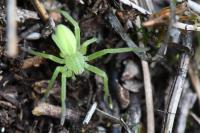Micrommata virescens