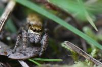 Dendryphantes rudis