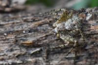 Philodromus margaritatus