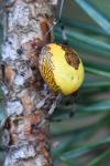 Araneus marmoreus