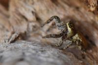 Dendryphantes rudis