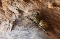 Dendryphantes rudis