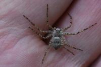 Philodromus margaritatus