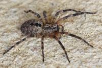Zoropsis spinimana
