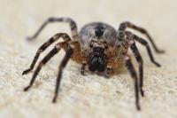Zoropsis spinimana