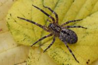 Zoropsis spinimana