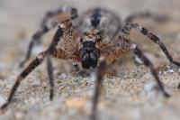 Zoropsis spinimana