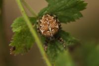 Araneus diadematus