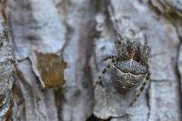Gibbaranea bituberculata
