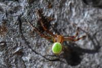 Ebrechtella tricuspidata