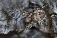 Nuctenea umbratica