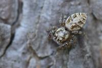 Macaroeris nidicolens