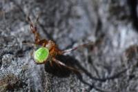 Ebrechtella tricuspidata