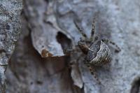 Gibbaranea bituberculata
