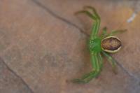 Diaea dorsata