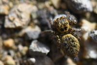 Carrhotus xanthogramma