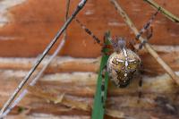 Araneus diadematus