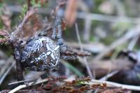 Araneus diadematus