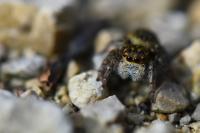 Carrhotus xanthogramma