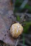Araneus diadematus