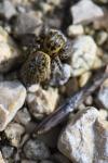 Carrhotus xanthogramma