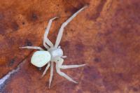 Misumena vatia