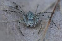 Philodromus margaritatus
