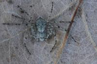 Philodromus margaritatus