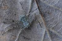 Philodromus margaritatus