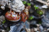 Araniella displicata
