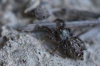 Macaroeris nidicolens