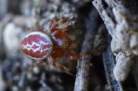 Araniella displicata
