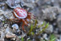 Araniella displicata