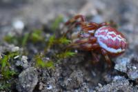 Araniella displicata