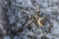 Araneus angulatus