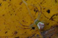 Ebrechtella tricuspidata