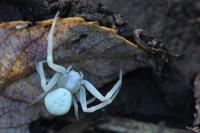 Misumena vatia