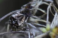 Araneus angulatus