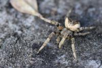 Araneus angulatus